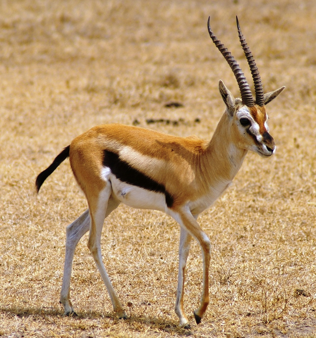 Thomson's Gazelle | Wild Kratts Wiki | Fandom