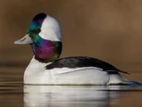 Bufflehead