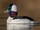 Bufflehead