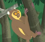 Golden Bamboo Lemur (Hapalemur aureus)