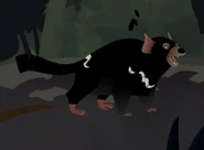 Tasmanian Devil (Sarcophilus harrisii)