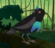 Superb Bird-of-paradise (Lophorina superba)