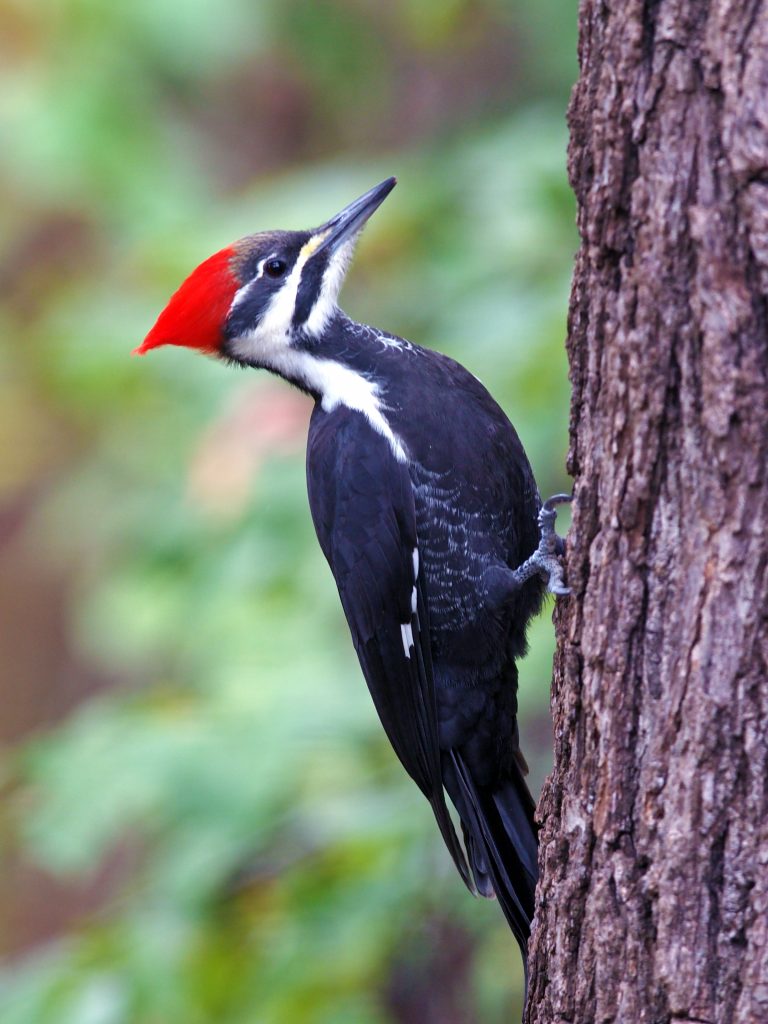 Pileated Woodpecker Wild Kratts Wiki Fandom