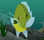 Bluegill (Lepomis macrochirus)