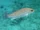 Mangrove Snapper