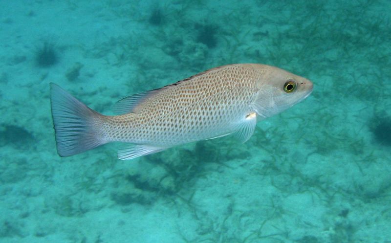 Mangrove Snapper Spawning!! - Arts Adventures