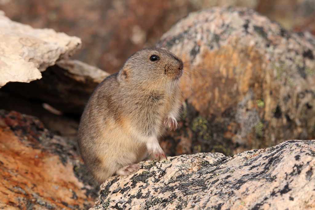 Northern Collared Lemming Species Profile, Alaska Department of Fish and  Game