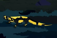 Fire Salamander (Salamandra salamandra)