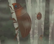 Microcular Sloth Beetle (Uroxys microcularis)