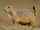 Black-tailed Prairie Dog