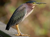 Green Heron