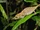 Nose-horned Chameleon
