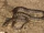 New Guinea Bockadam