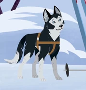 Siberian Husky (Canis lupus familiaris)