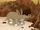 Aardvark Town