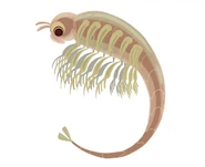 American Brine Shrimp (Artemia franciscana)