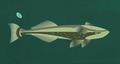 Remora.png (48 KB) Remora