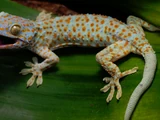 Tokay Gecko