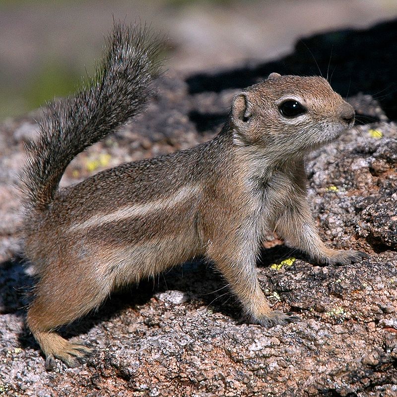 Harris's Antelope Squirrel | Wild Kratts Wiki | Fandom