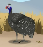 Helmeted Guinea Fowl (Numida meleagris)
