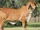 American Red Brahman Cow
