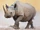 Black Rhinoceros