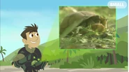 Chris is showing that some turtles can protect their head from attacks of predators by covering it with their shell.