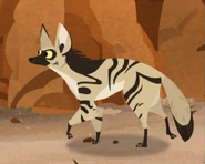 Aardwolf (Proteles cristata)