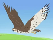 Prairie Falcon (Falco mexicanus)