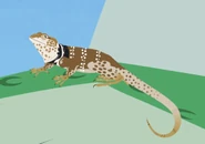 Sonoran Collared Lizard (Crotaphytus nebrius)