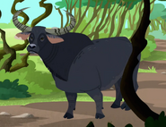 Wild Water Buffalo (Bubalus arnee)