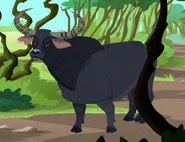 Water buffalo (Bubalus bubalis)