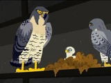 Falcon City/Gallery