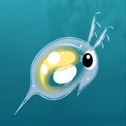 WaterFlea.jpg (66 KB) Water Flea (Daphnia pulex)