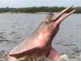 Amazon River Dolphin