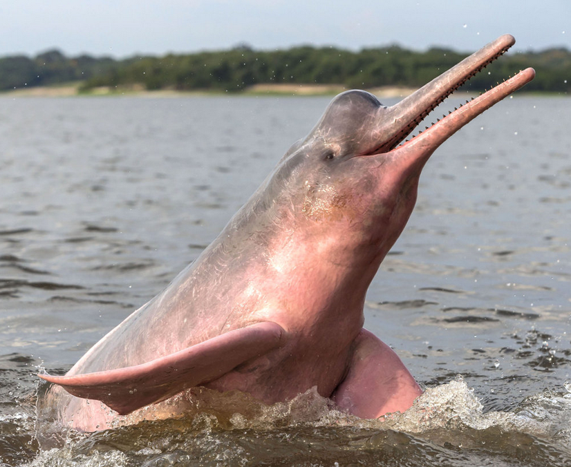 pink dolphin species