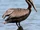 Brown Pelican