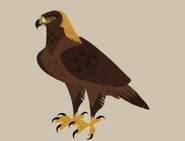 Golden Eagle (Aquila chrysaetos)