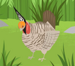 Prairie Chicken.jpeg.png (353 KB) Prairie Chicken.jpeg