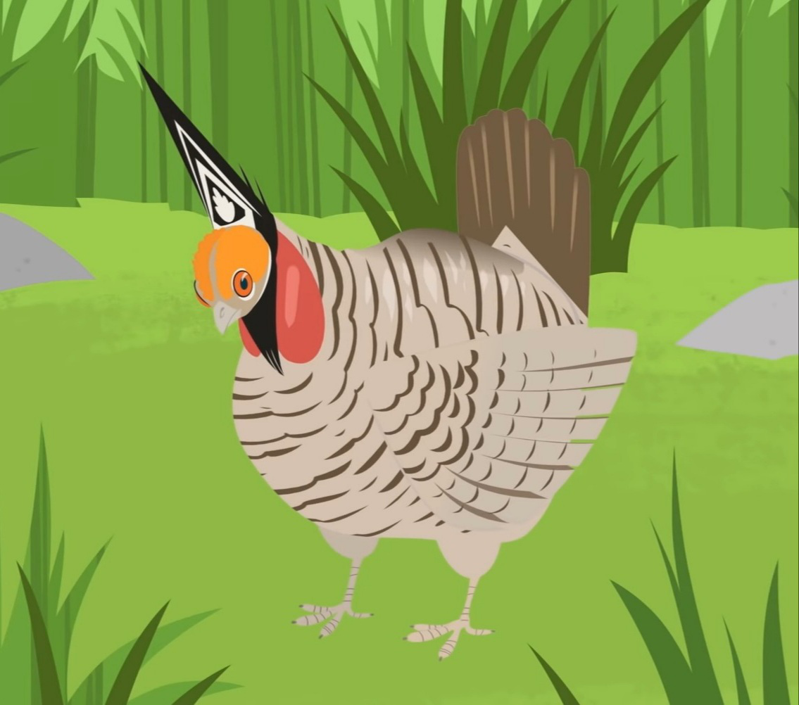 prairie chicken clipart for kids