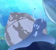 Dog Whelk (Nucella lapillus)