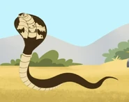 Egyptian Cobra (Naja haje)
