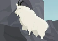 Mountain Goat (Oreamnos americanus)