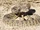 Prairie Rattlesnake