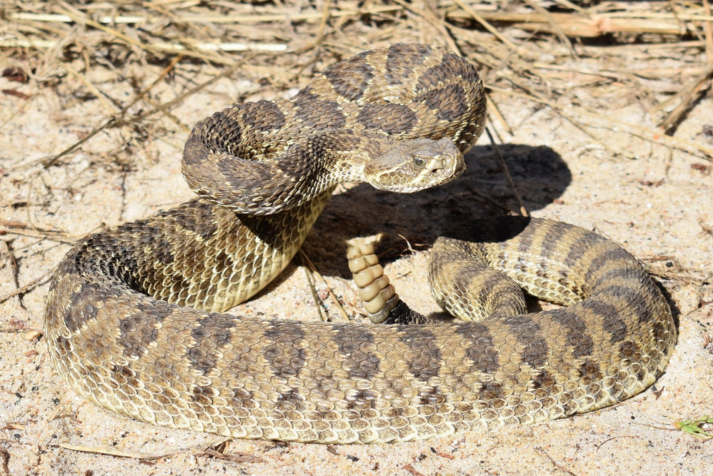 Prairie Rattlesnake | Wild Kratts Wiki | Fandom