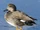 Gadwall