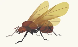 Animation (winged queen) 