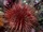 Atlantic Purple Sea Urchin
