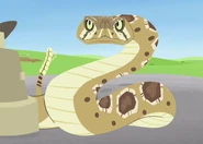 Prairie Rattlesnake (Crotalus viridis)