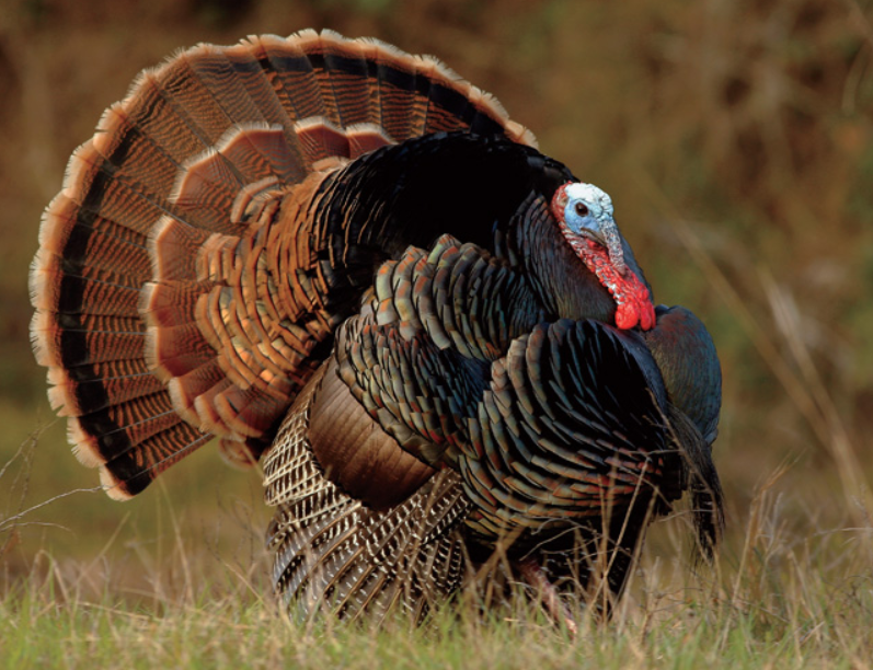 Индюк значение. Индейка обыкновенная meleagris gallopavo. Wild Turkey индюк. Wild Turkey птица. Индюк красивый.